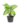 01 Ultima Gardening Nursery – Shop Syngonium Green Plant