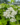05 Ultima Gardening Nursery – Shop Money Plant (Green) – 2021-10-08T113258.583