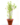 05 Ultima Gardening Nursery – Shop Money Plant (Green) – 2021-10-09T111606.964