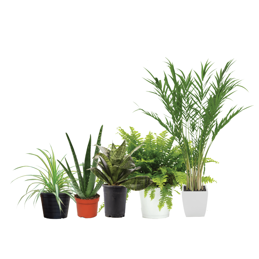 buy-5-best-bathroom-plants-at-ultima-gardening-online-store